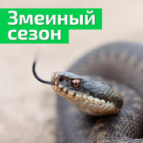 Осторожно, змеи! Осторожно, змеи!.